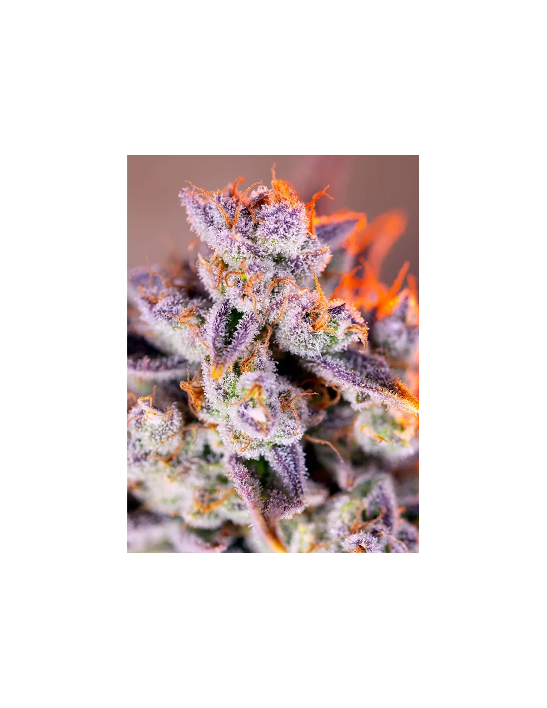 Tropicanna Poison XL Auto by Sweet Seeds