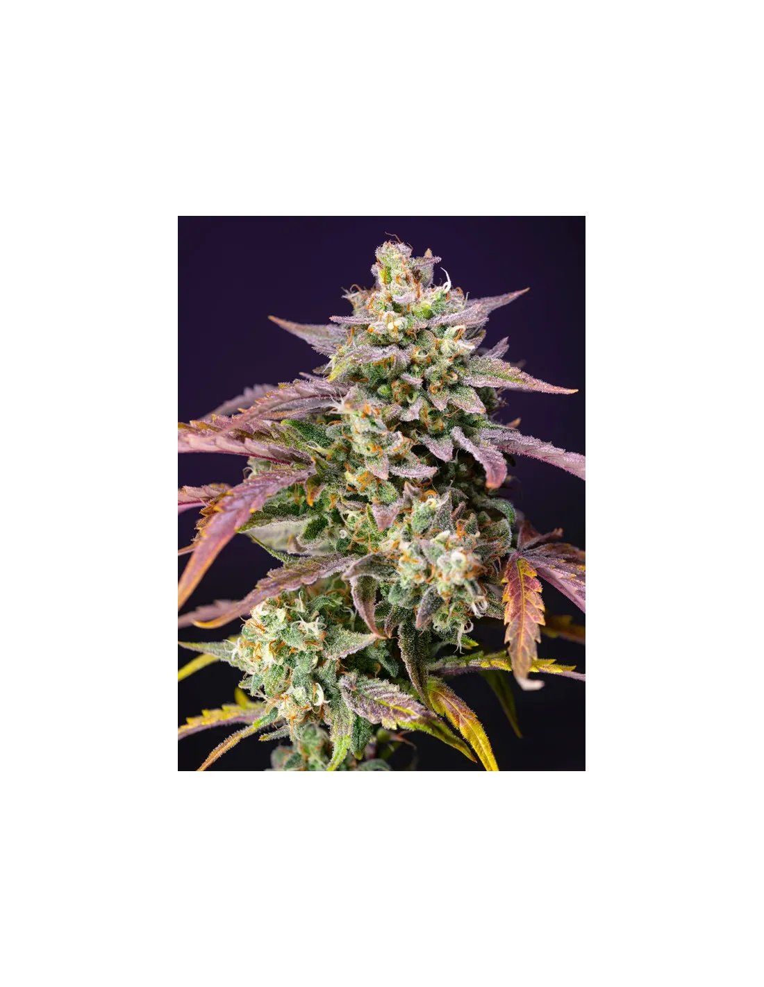 Purple Punch OG XL Auto cannabis strain by Sweet Seeds