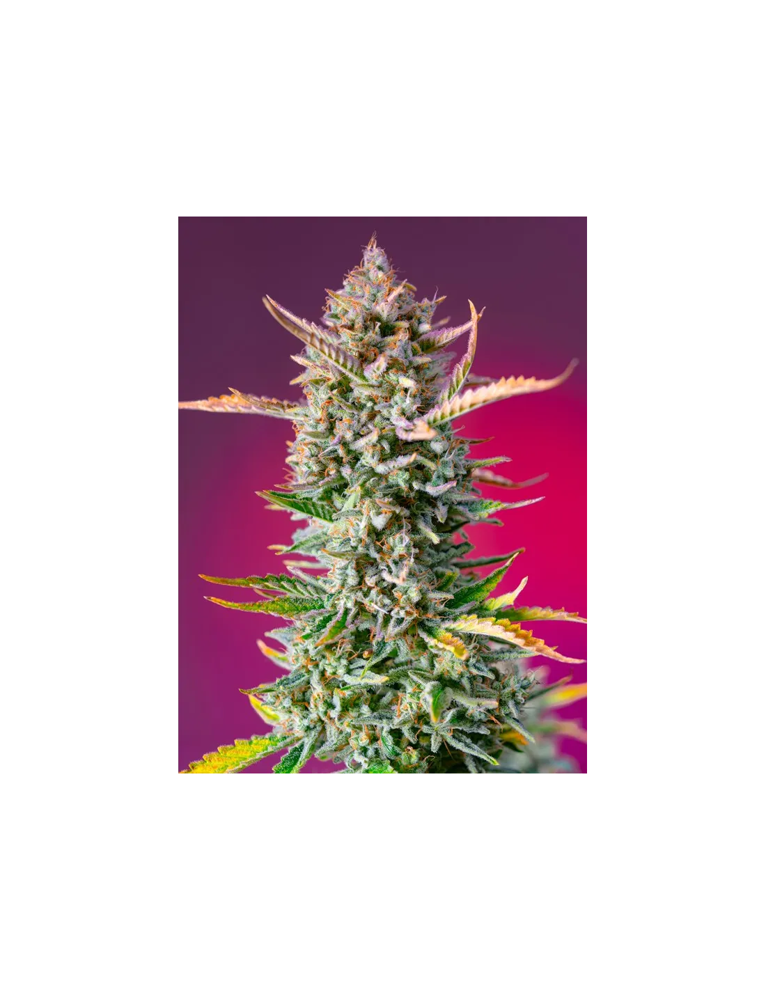 Gorilla Sherbet F1 Fast Version cannabis strain by Sweet Seeds