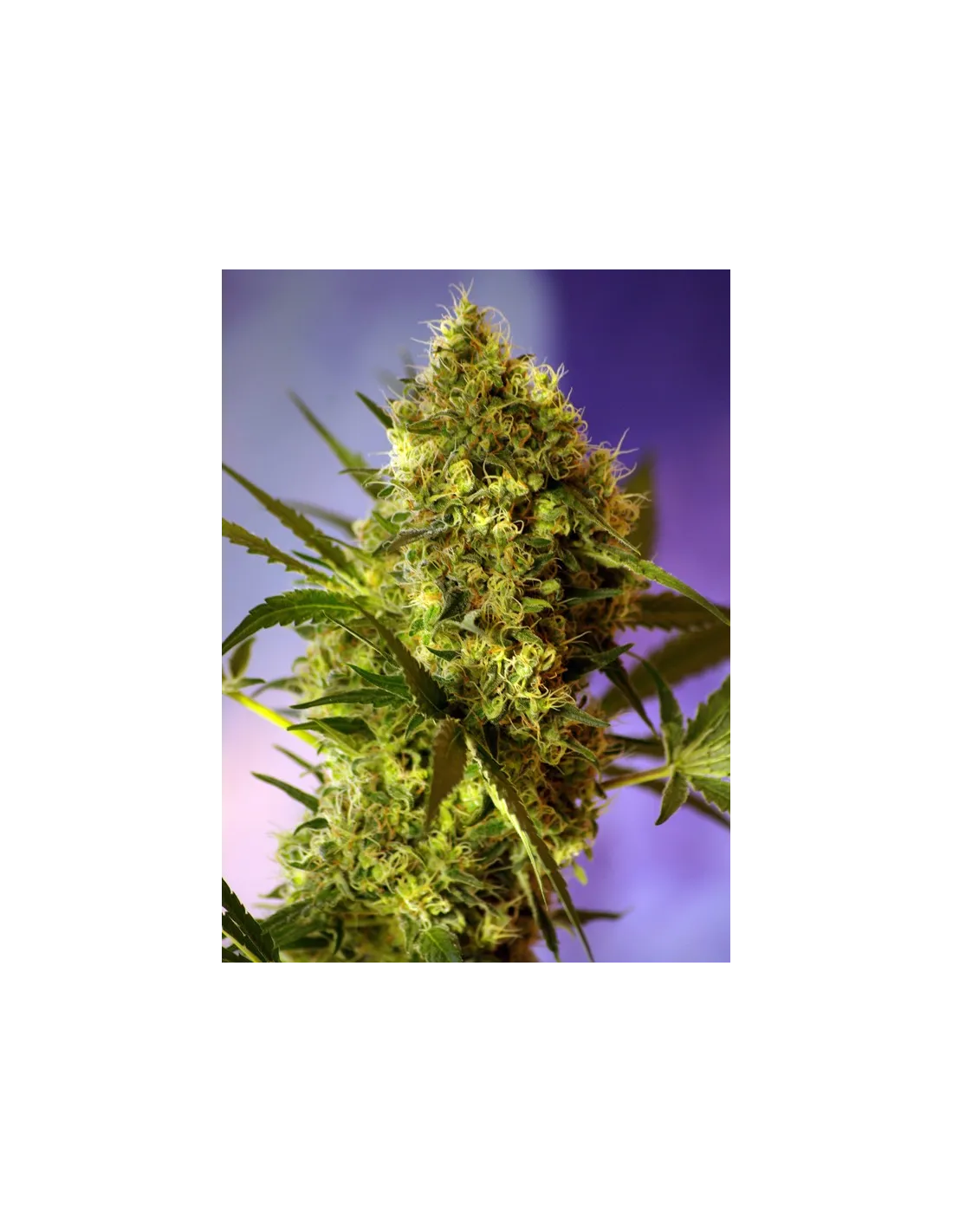 Feminized autoflowering Sweet Seeds Big devil 2 cannabis strain by Sweet Seeds