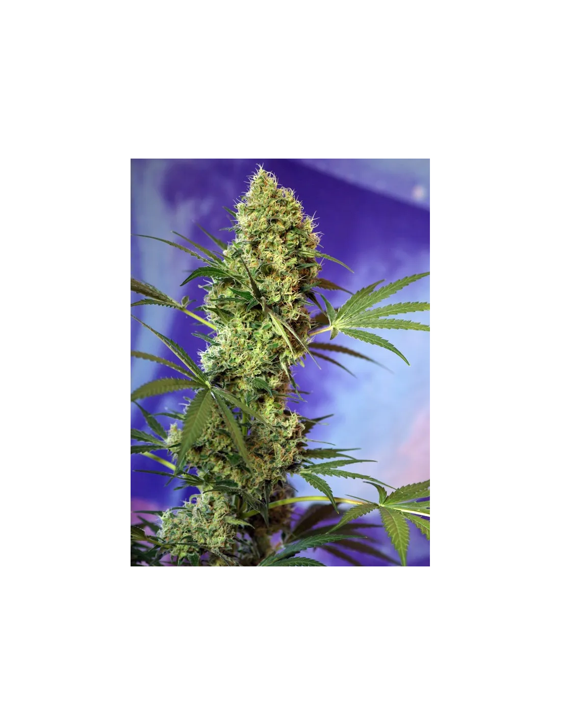 Big Devil Auto cannabis strain by Sweet Seeds