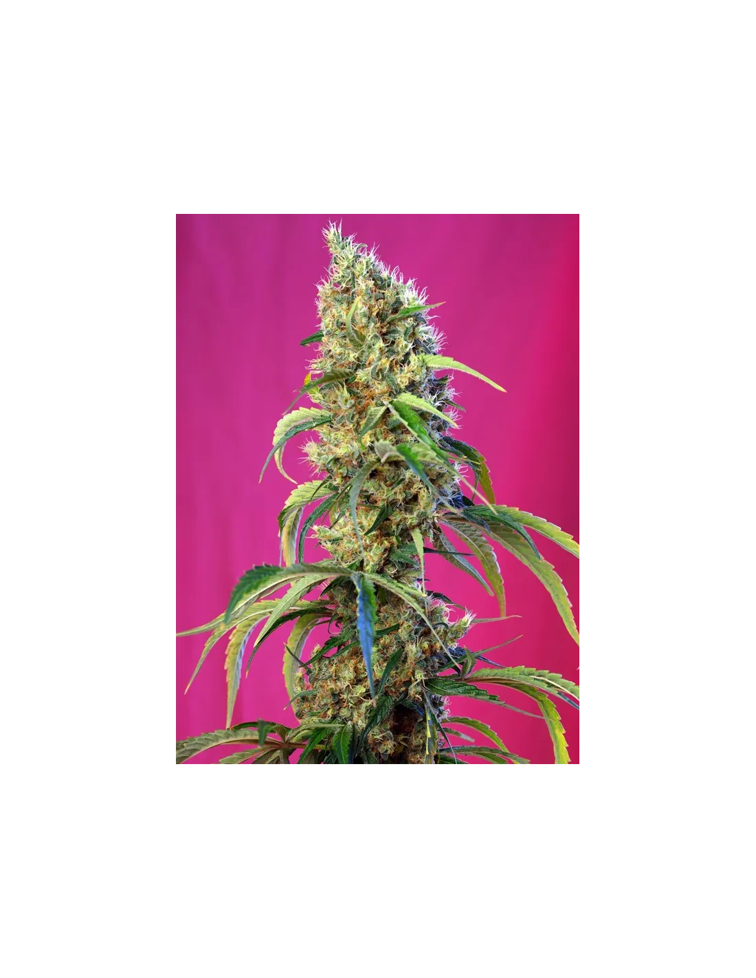 Black Jack CBD cannabis strain by Sweet Seeds