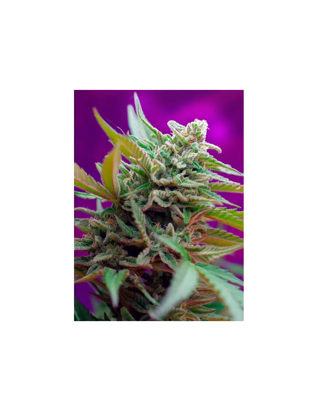 Black Jack Auto cannabis strain by Sweet Seeds