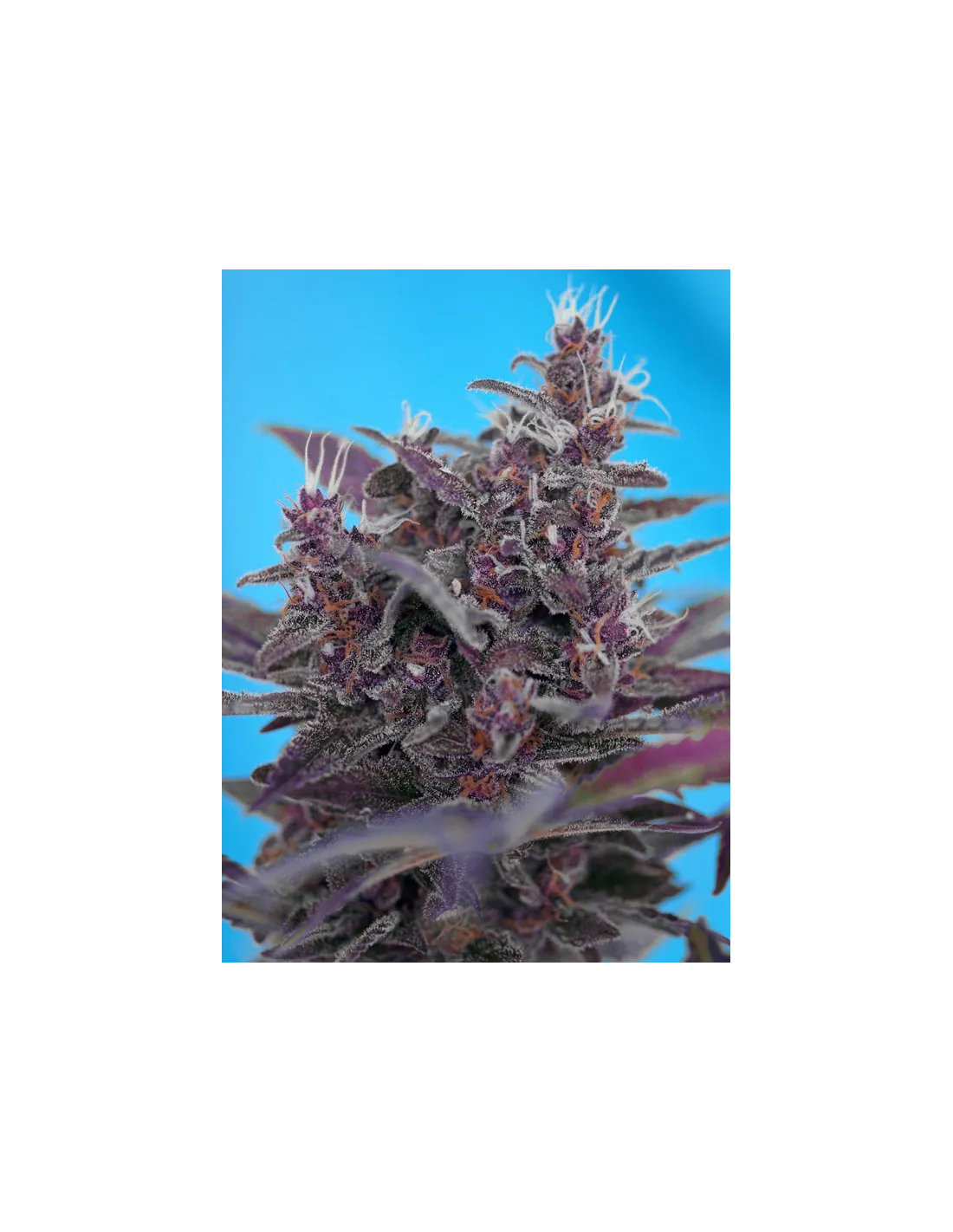 Black Cream Auto cannabis strain by Sweet Seeds