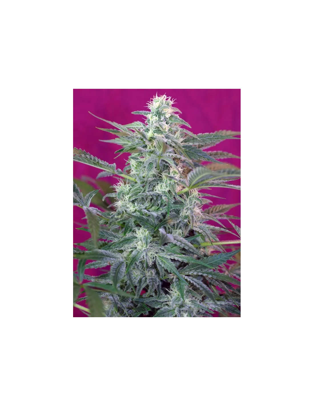 Big Foot cannabis strain by Sweet Seeds