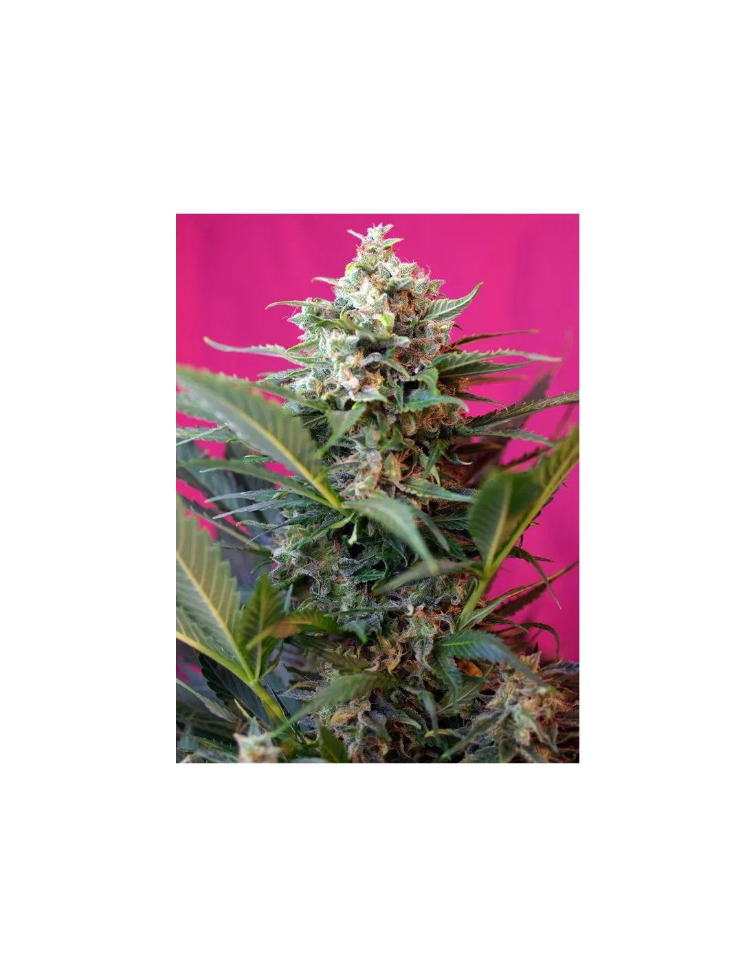 Big Devil XL Auto cannabis strain by Sweet Seeds