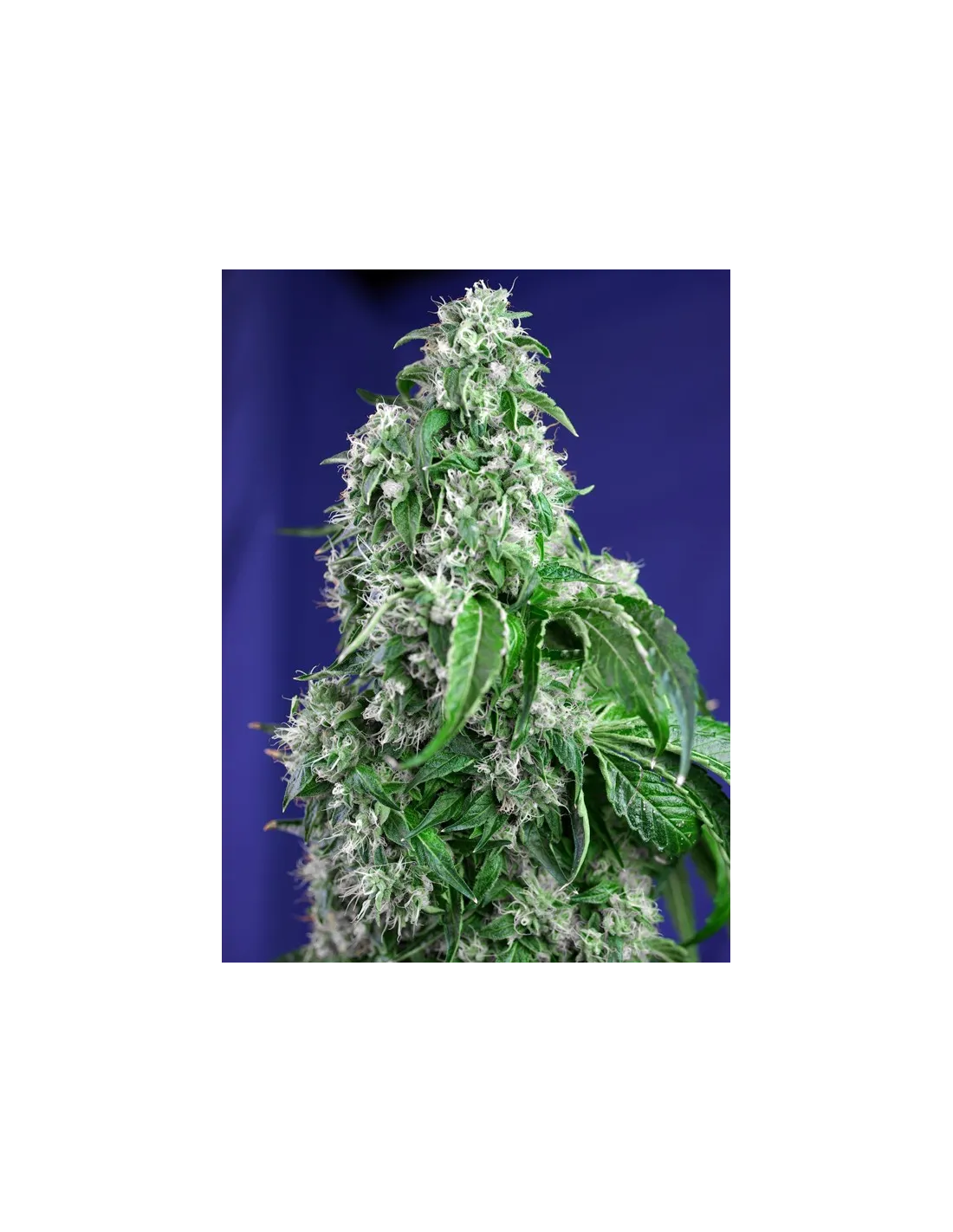 Big Devil F1 Fast Version cannabis strain by Sweet Seeds
