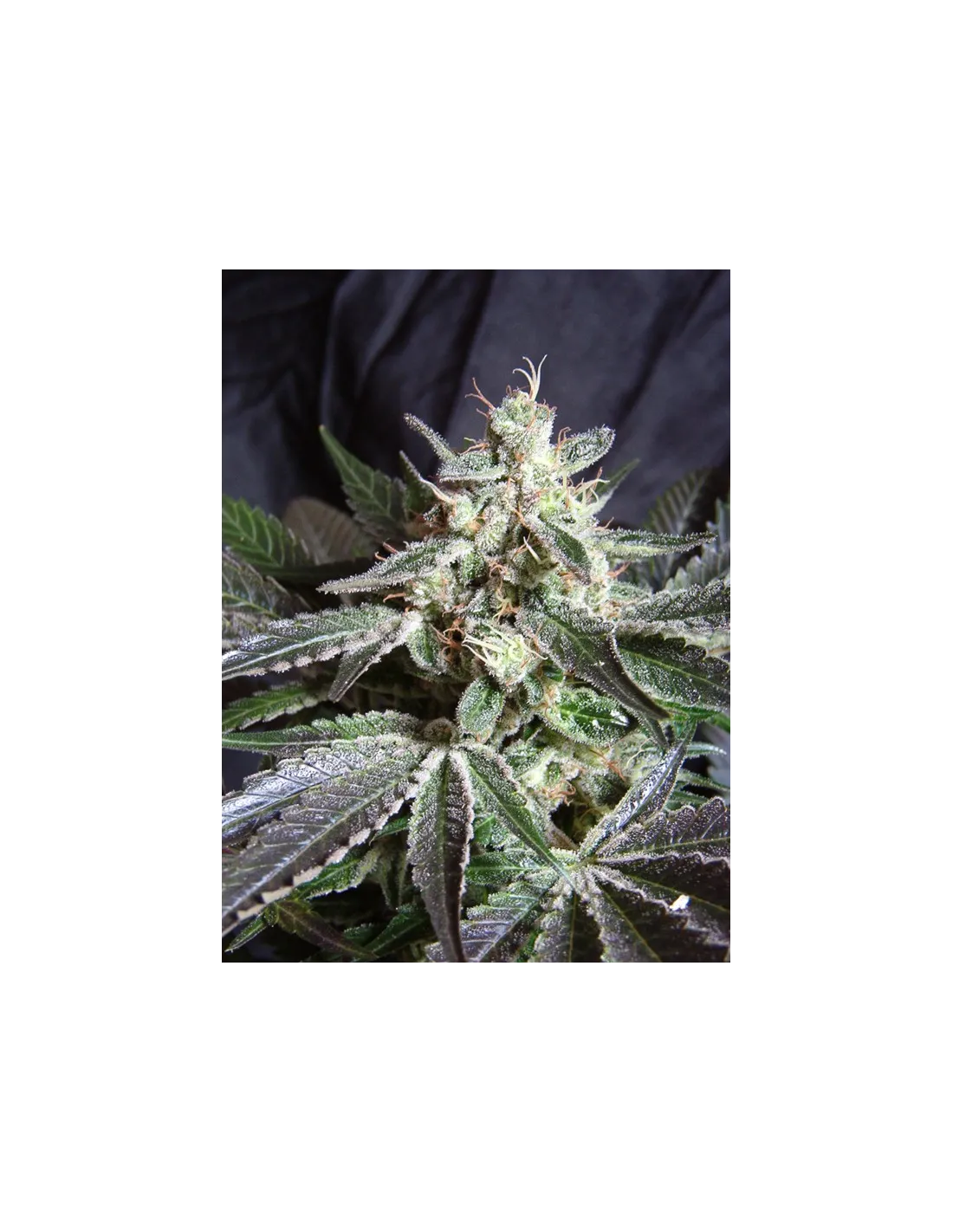Black Jack cannabis strain by Sweet Seeds