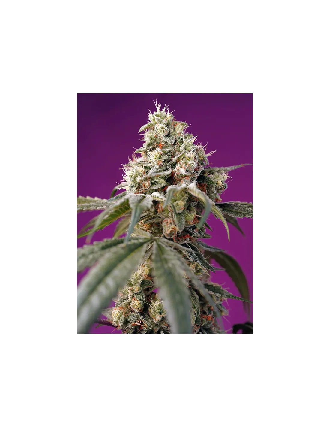 Bruce Banner Auto cannabis strain by Sweet Seeds
