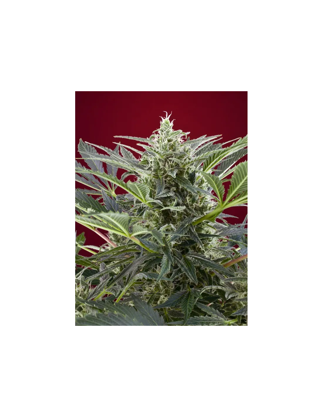 Cream 47 cannabis strain by Sweet Seeds
