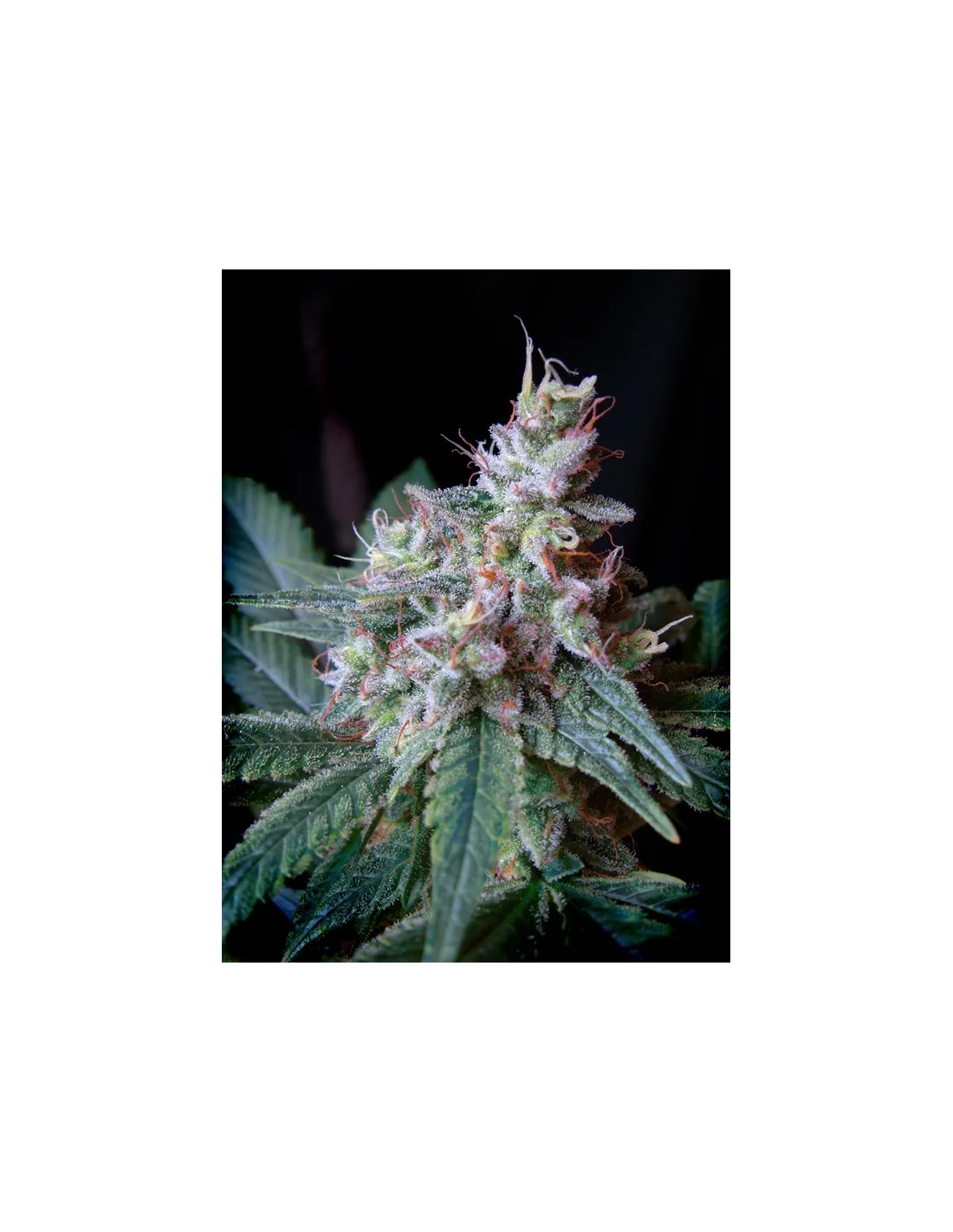 Cream Caramel F1 Fast Version cannabis strain by Sweet Seeds
