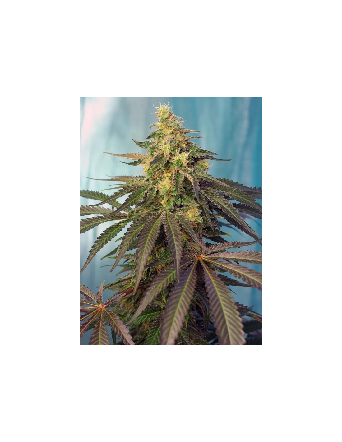 Cream Caramel CBD cannabis strain by Sweet Seeds