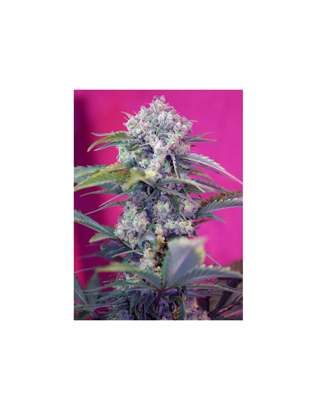 Cream Mandarine Auto cannabis strain by Sweet Seeds