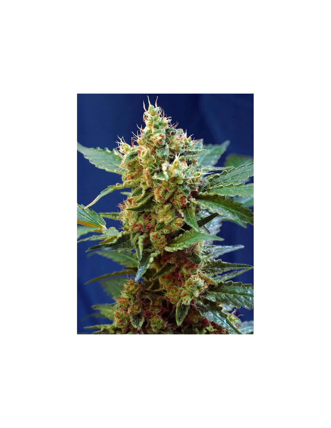 Cream Mandarine XL Auto cannabis strain by Sweet Seeds
