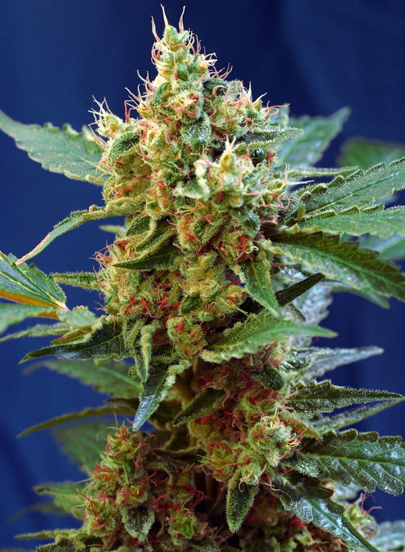 Cream Mandarine XL Auto® - Sweet Seeds®