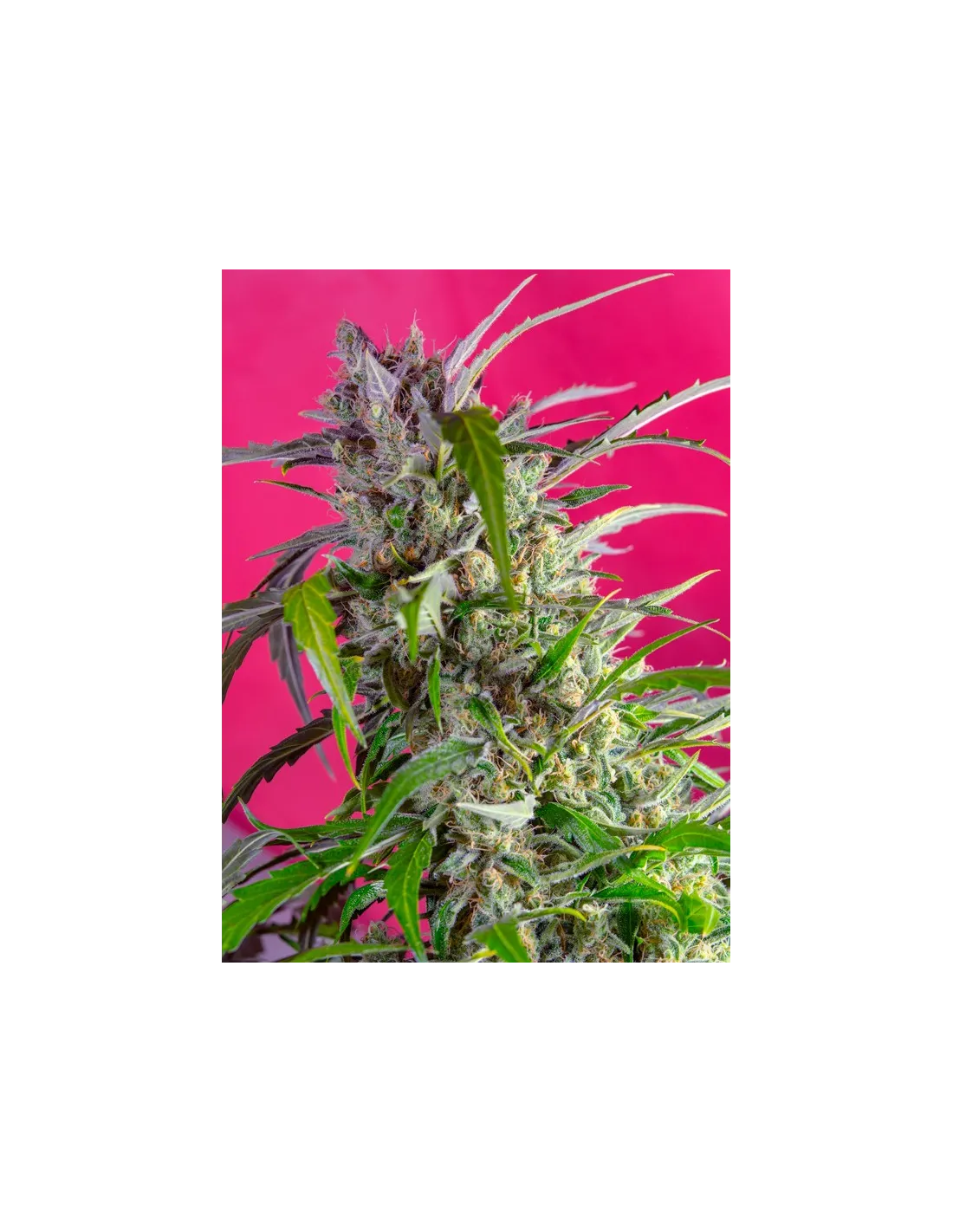 Crystal Candy Auto cannabis strain by Sweet Seeds