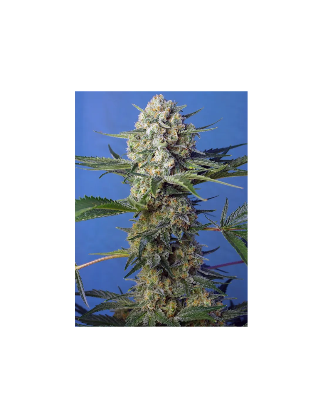 Crystal Candy F1 Fast Version cannabis strain by Sweet Seeds