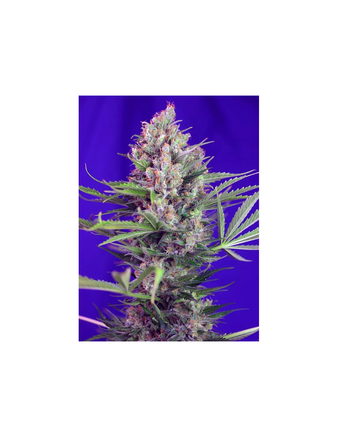 Cream Mandarine F1 Fast Version cannabis strain by Sweet Seeds
