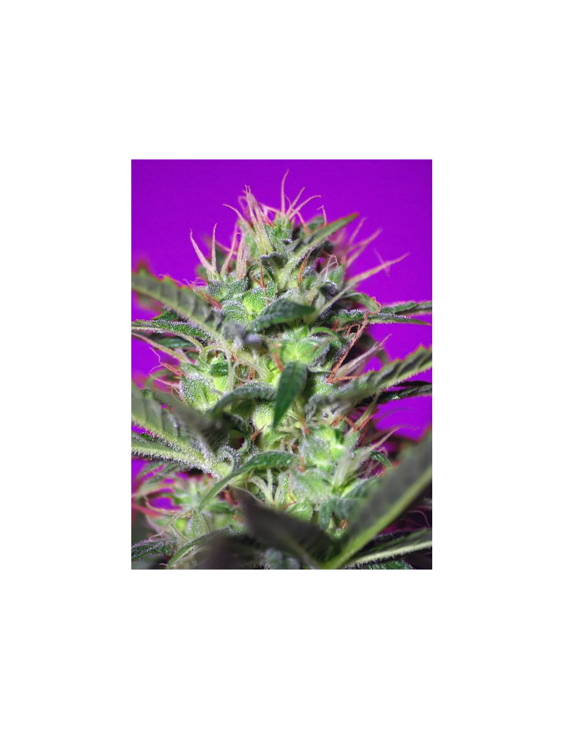 Botafumeiros cannabis strain by Sweet Seeds