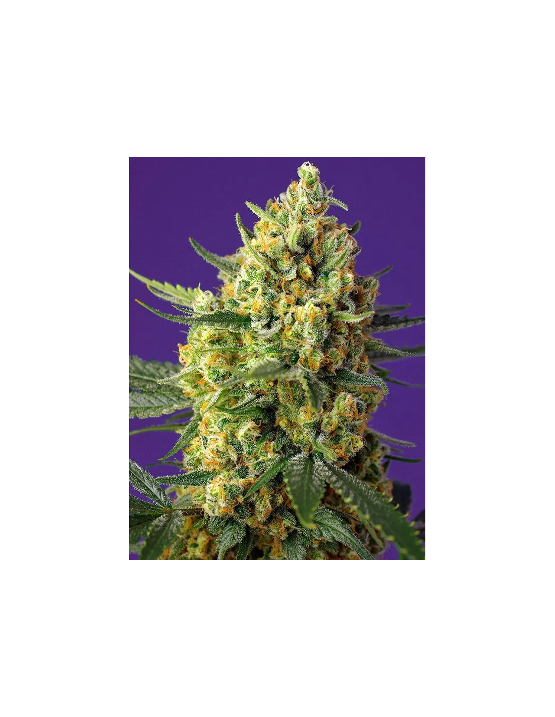 Crystal Candy XL Auto cannabis strain by Sweet Seeds
