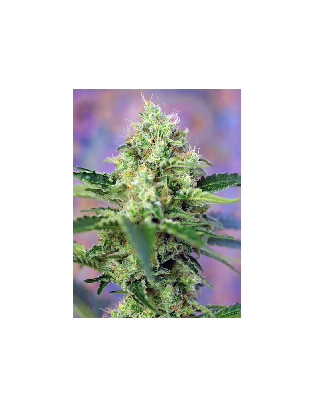 Crystal Candy cannabis strain by Sweet Seeds
