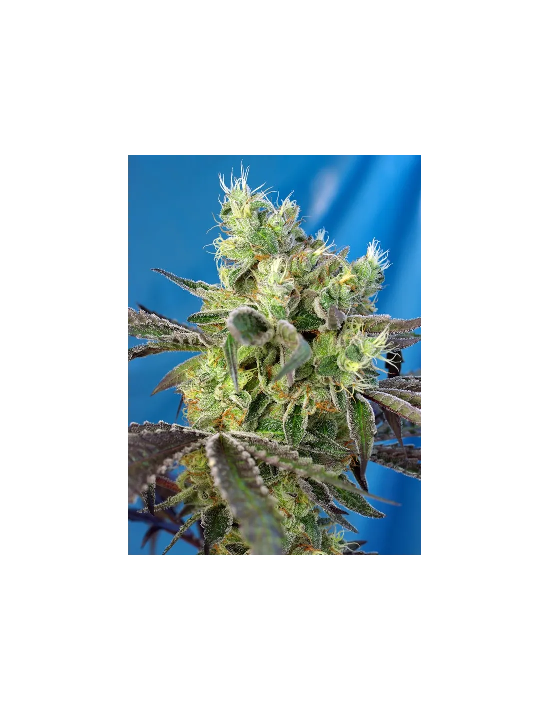Do-Sweet-Dos cannabis strain by Sweet Seeds