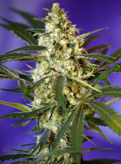 Fast Bud 2 Auto®