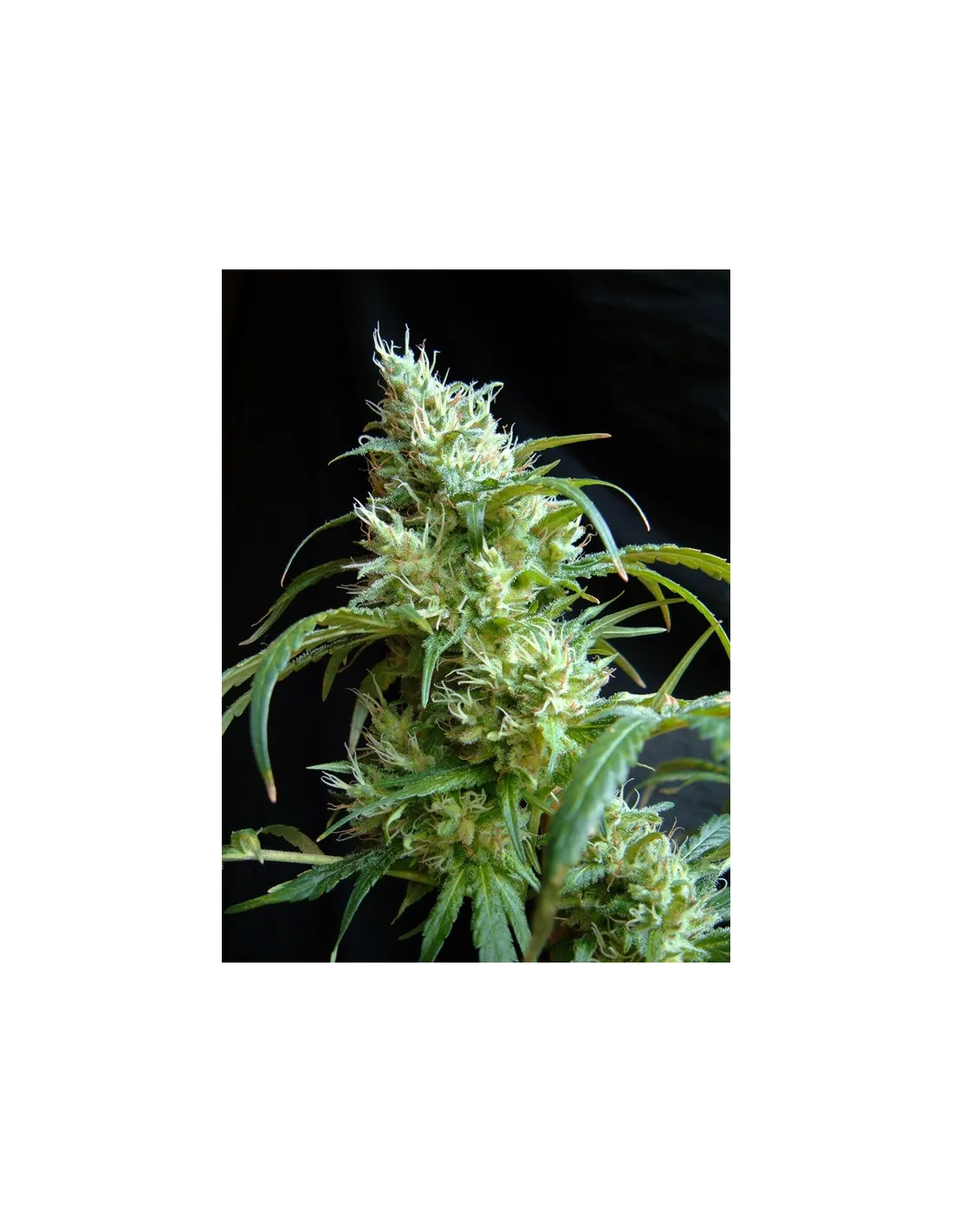 Flash Back #2 cannabis strain by Sweet Seeds
