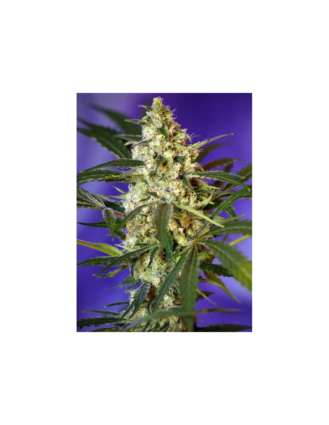 Fast Bud Auto cannabis strain by Sweet Seeds
