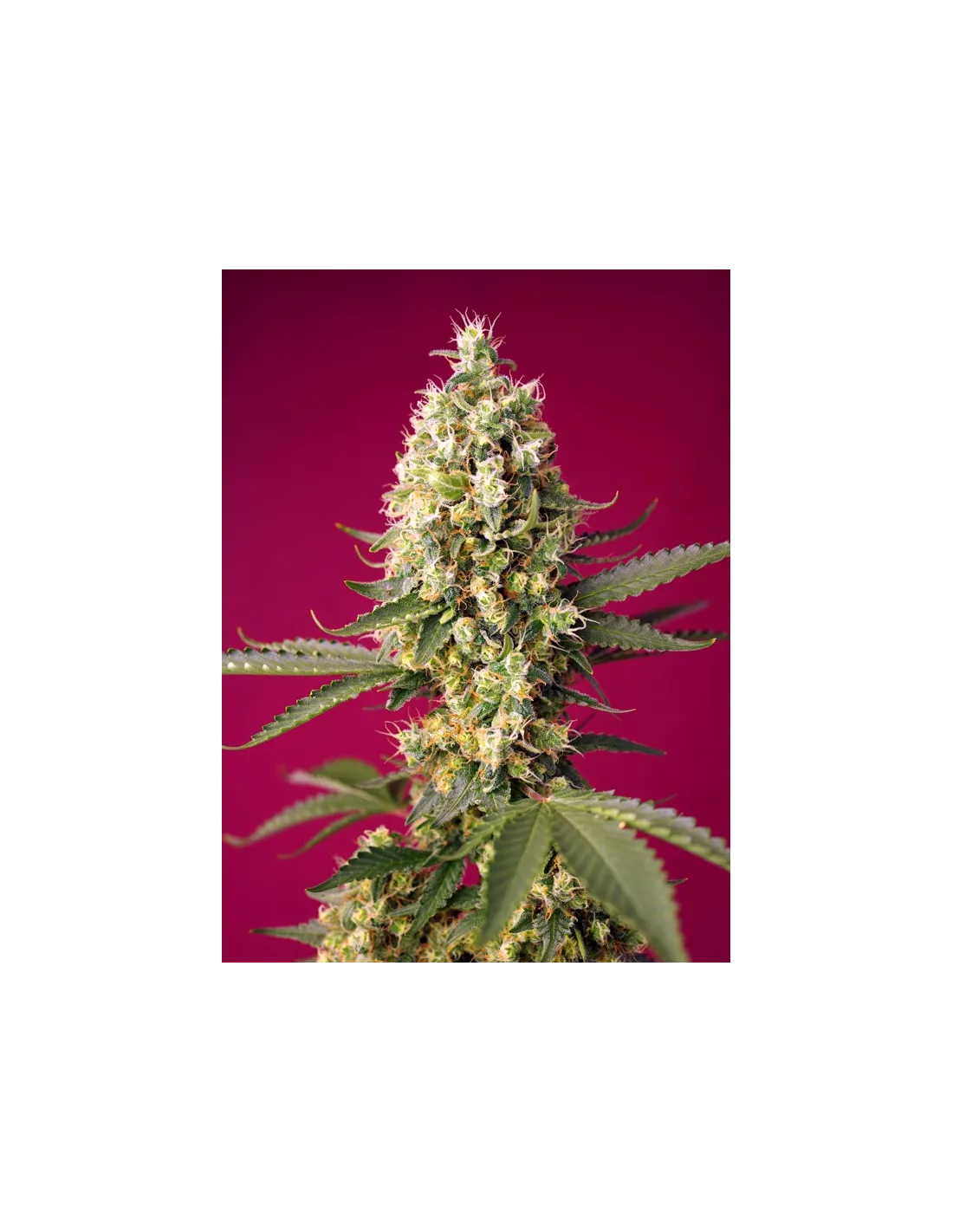 Skywalker OG Runtz XL Auto cannabis strain by Sweet Seeds