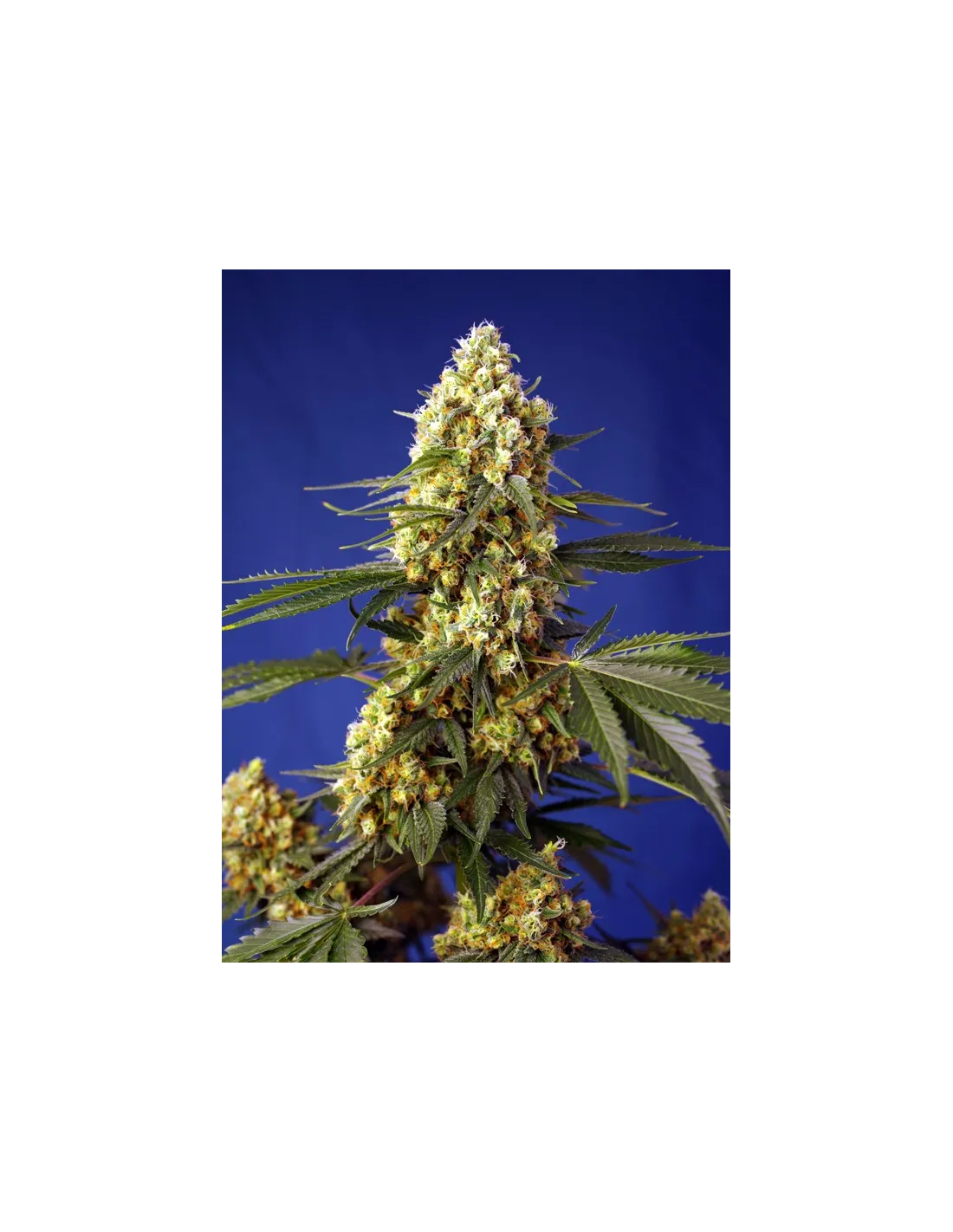 Strawberry Banana Gelato XL Auto®