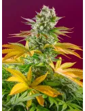 Gorilla Girl F1 Fast Version® (Buy Seeds: 3 seeds +1 free)
