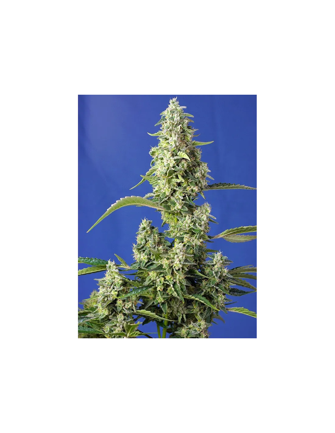 Gorilla Girl XL Auto cannabis strain by Sweet Seeds