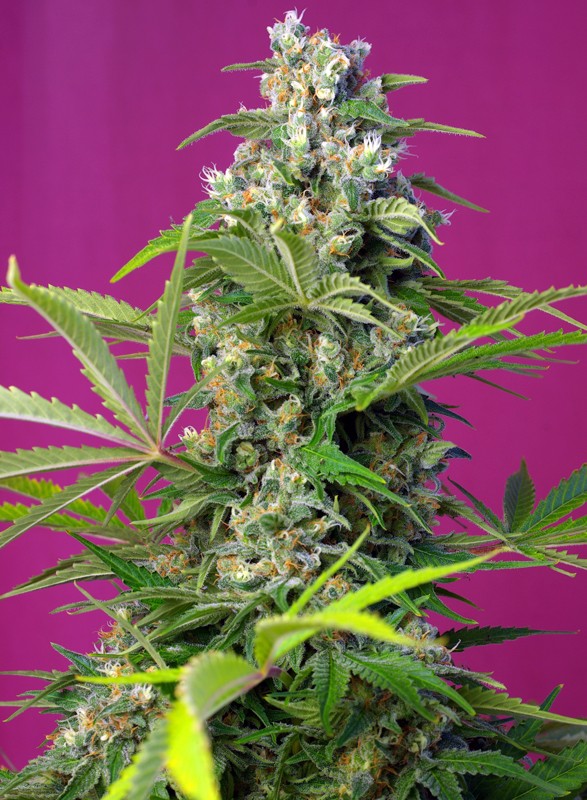 Gorilla Girl® de Sweet Seeds® 100% feminizada