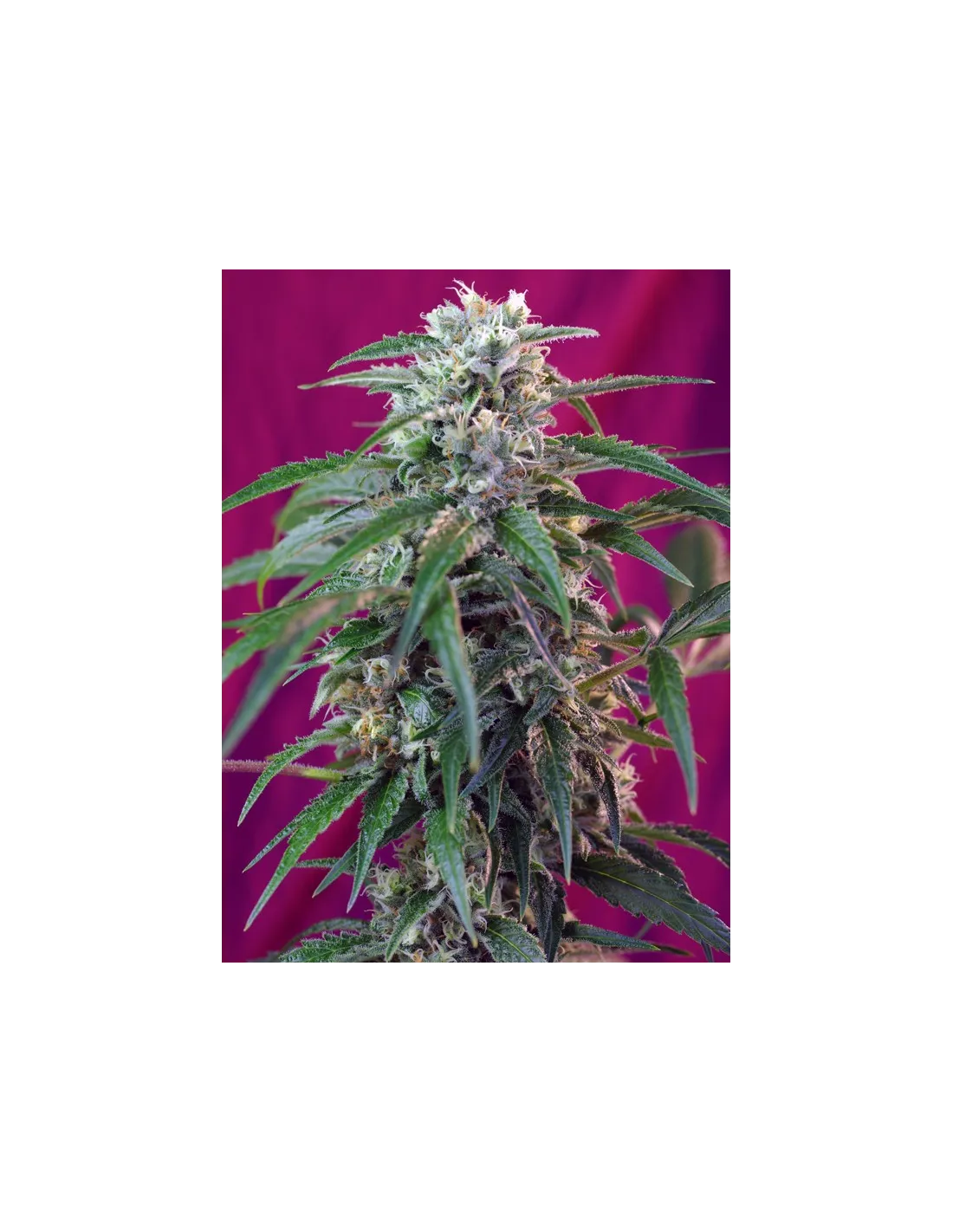 Green Poison Auto cannabis strain by Sweet Seeds