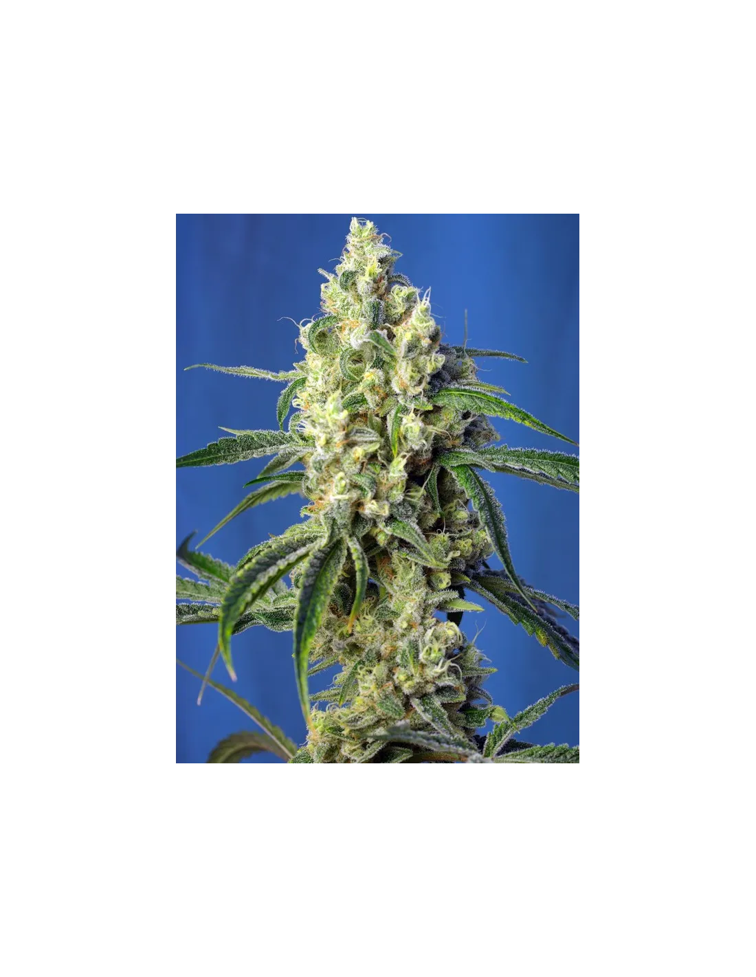 Green Poison CBD cannabis strain by Sweet Seeds