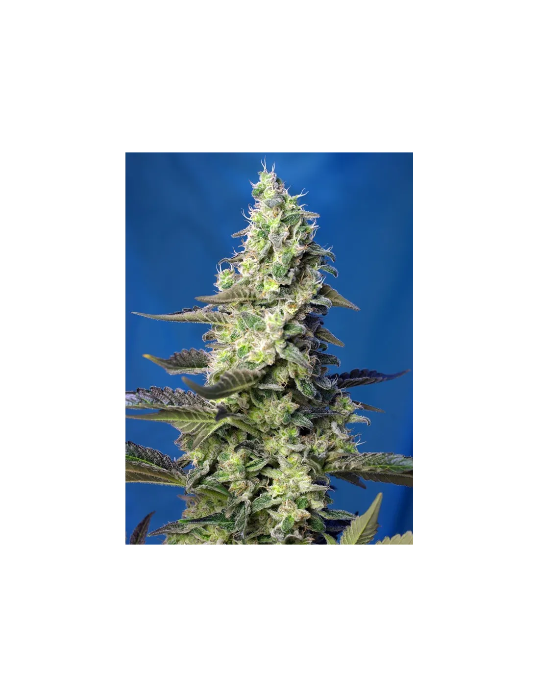 Green Poison XL Auto cannabis strain by Sweet Seeds