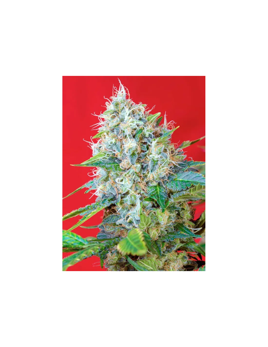 Green Poison cannabis strain by Sweet Seeds
