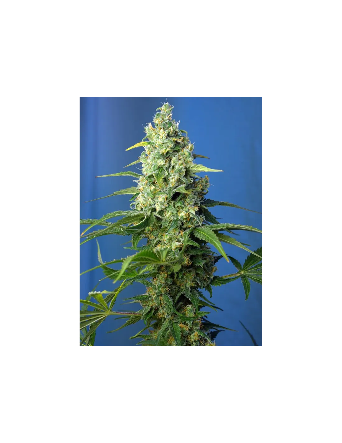 Honey Peach Auto CBD cannabis strain by Sweet Seeds