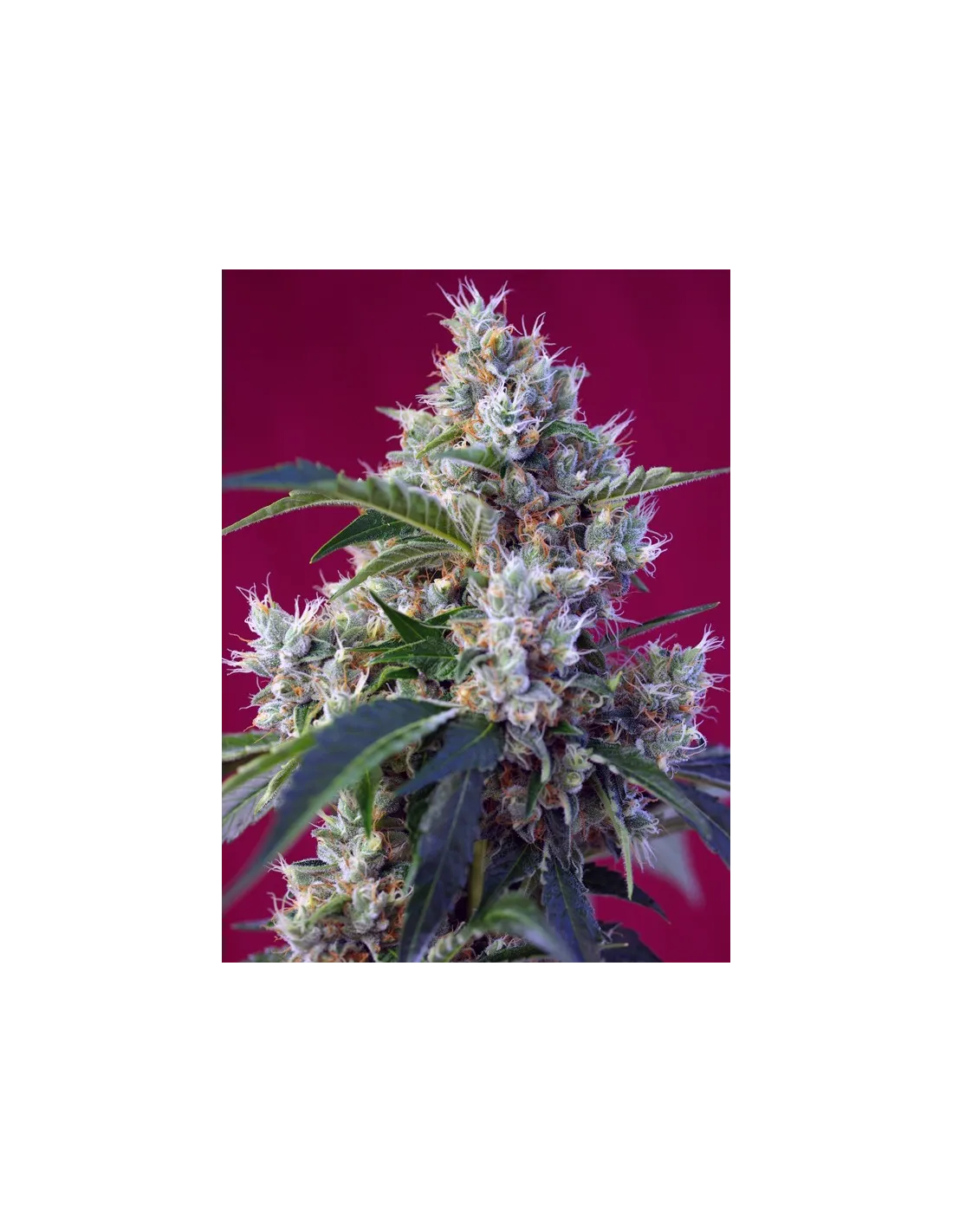 Indigo Berry Kush cannabis strain by Sweet Seeds
