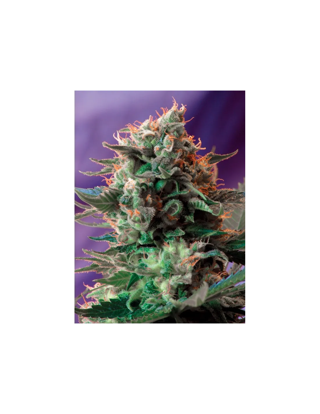 Jack 47 F1 Fast Version cannabis strain by Sweet Seeds