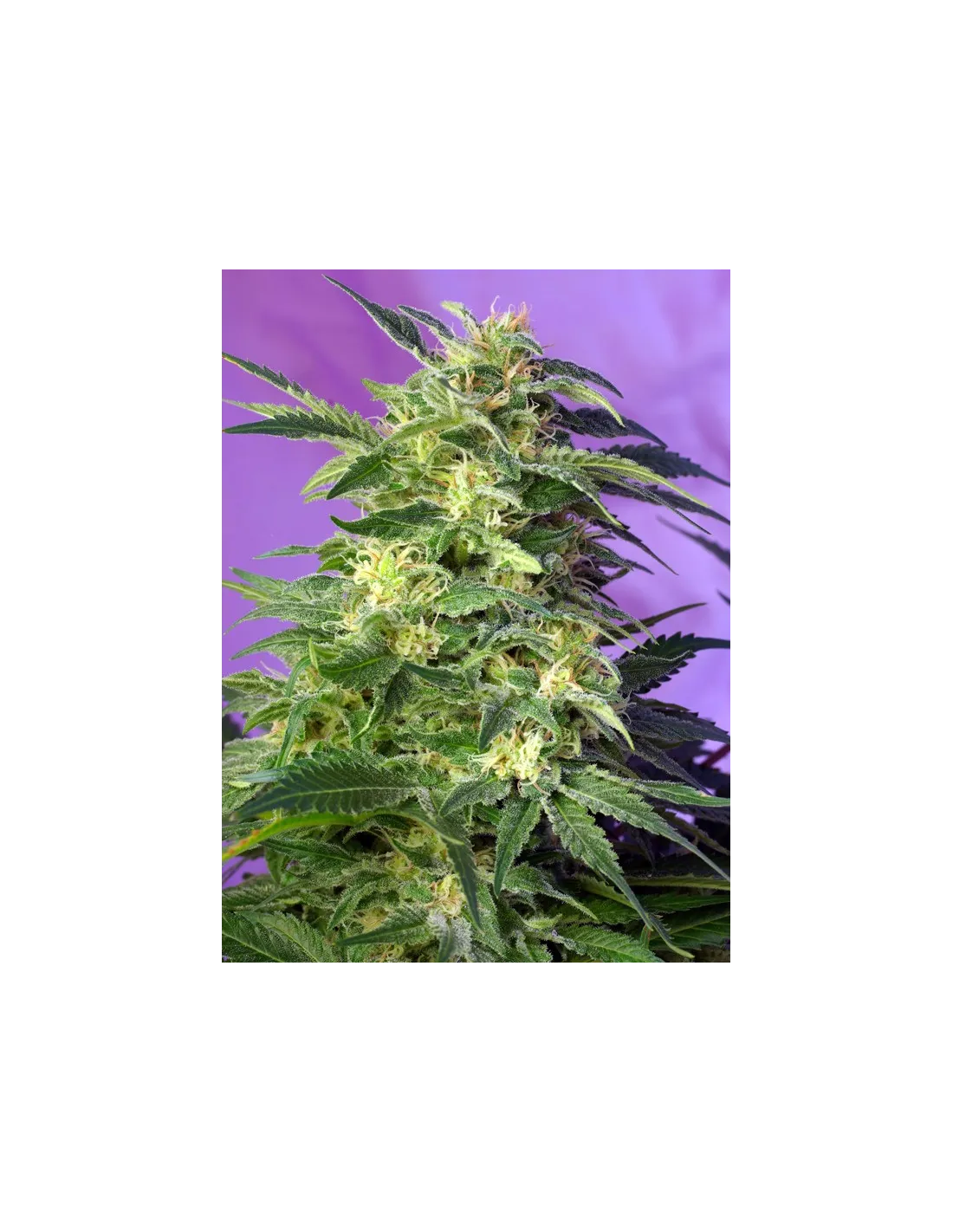 Killer Kush Auto cannabis strain by Sweet Seeds