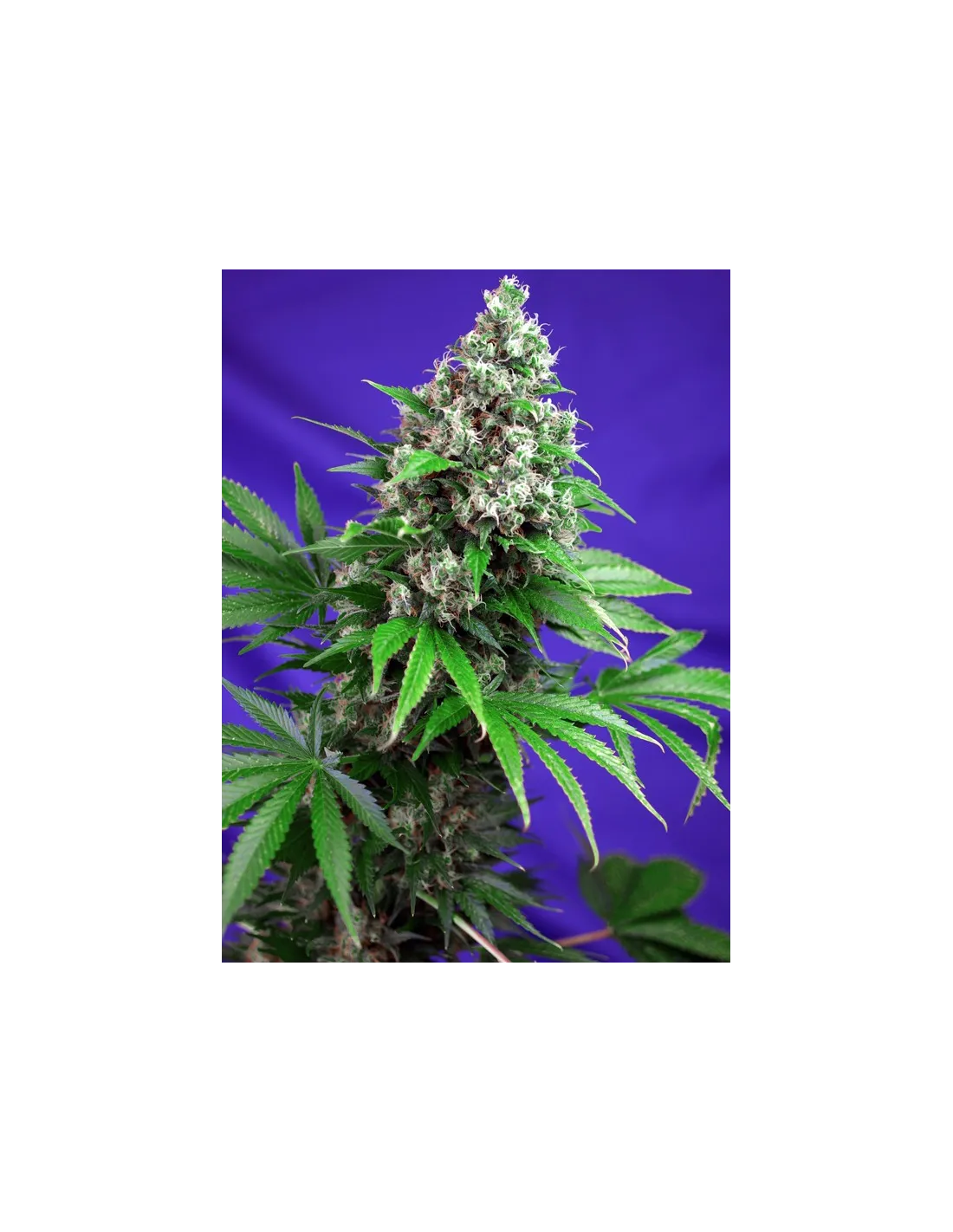 Killer Kush F1 Fast Version by Sweet Seeds