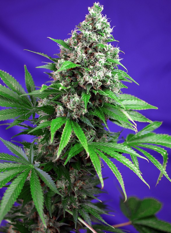 Acheter graine de cannabis féminisée Sweet Seeds photodépendante Killer Kush F1 Fast Version