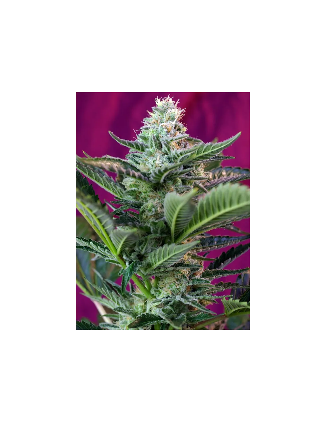 Mohan Ram Auto cannabis strain by Sweet Seeds