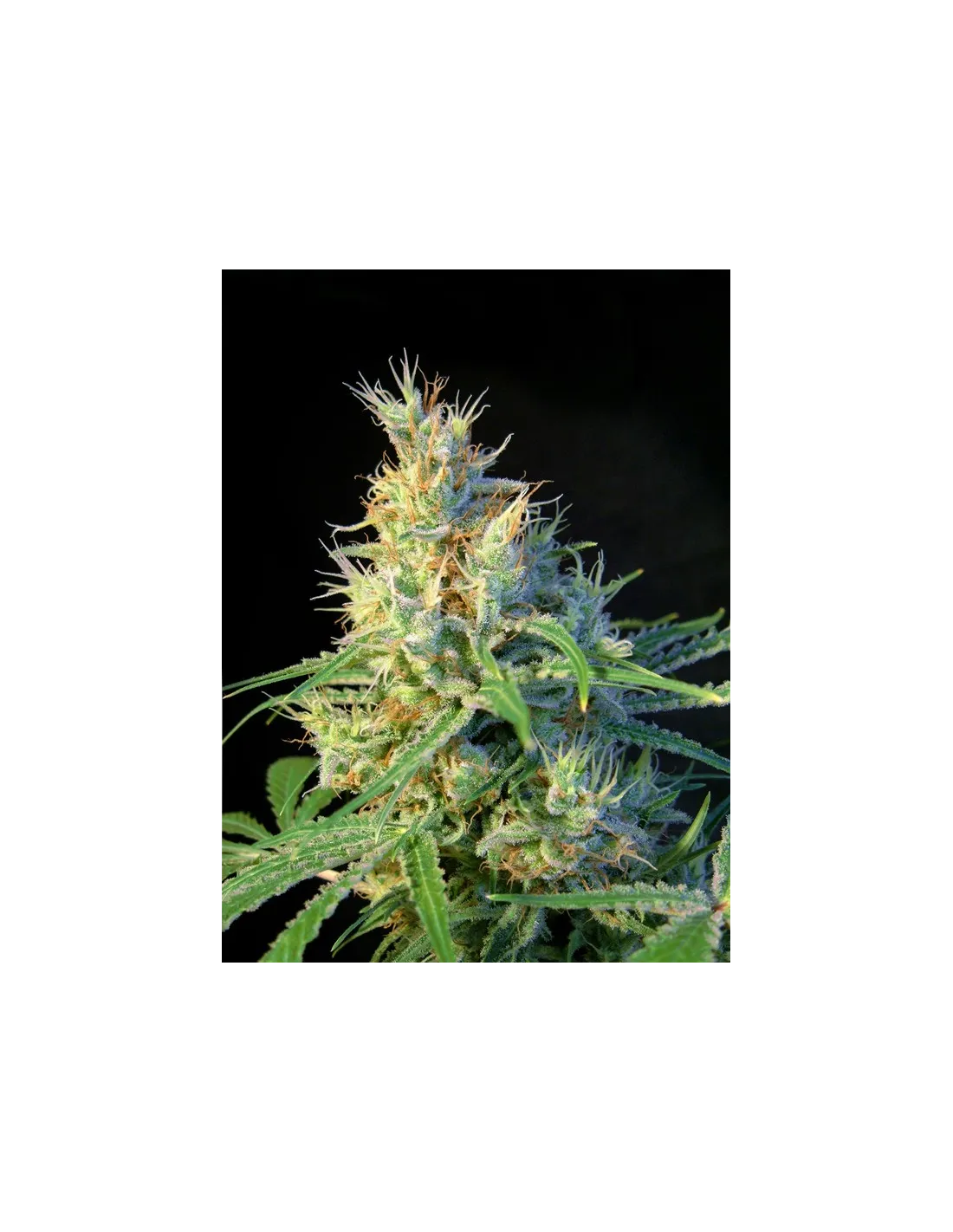 Psicodelicia cannabis strain by Sweet Seeds