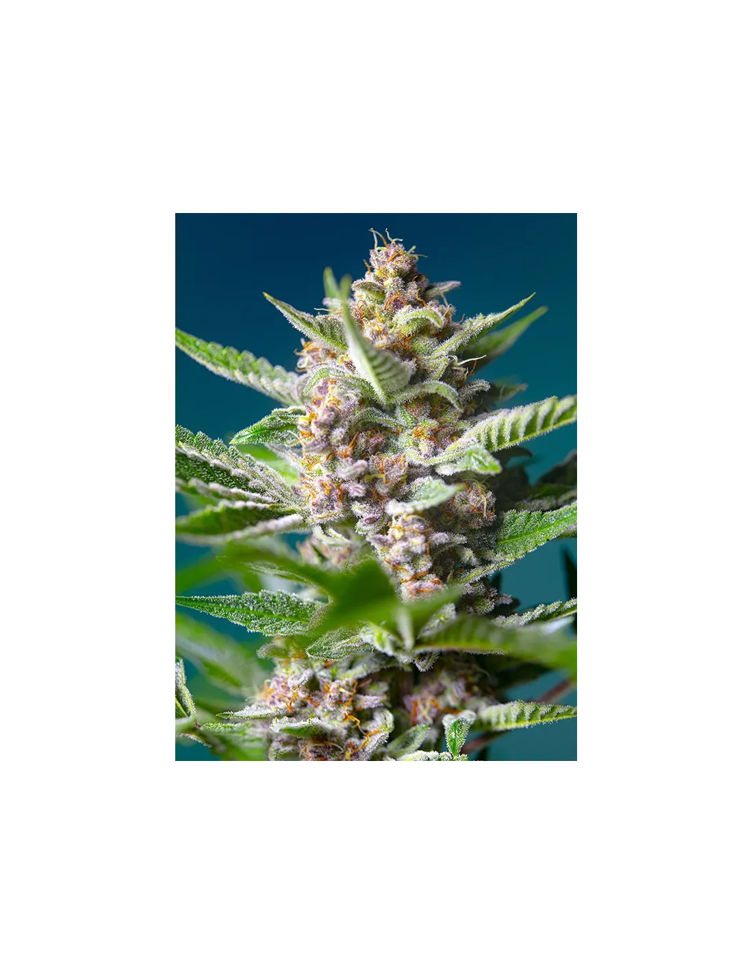 Purple Punch OG cannabis strain by Sweet Seeds