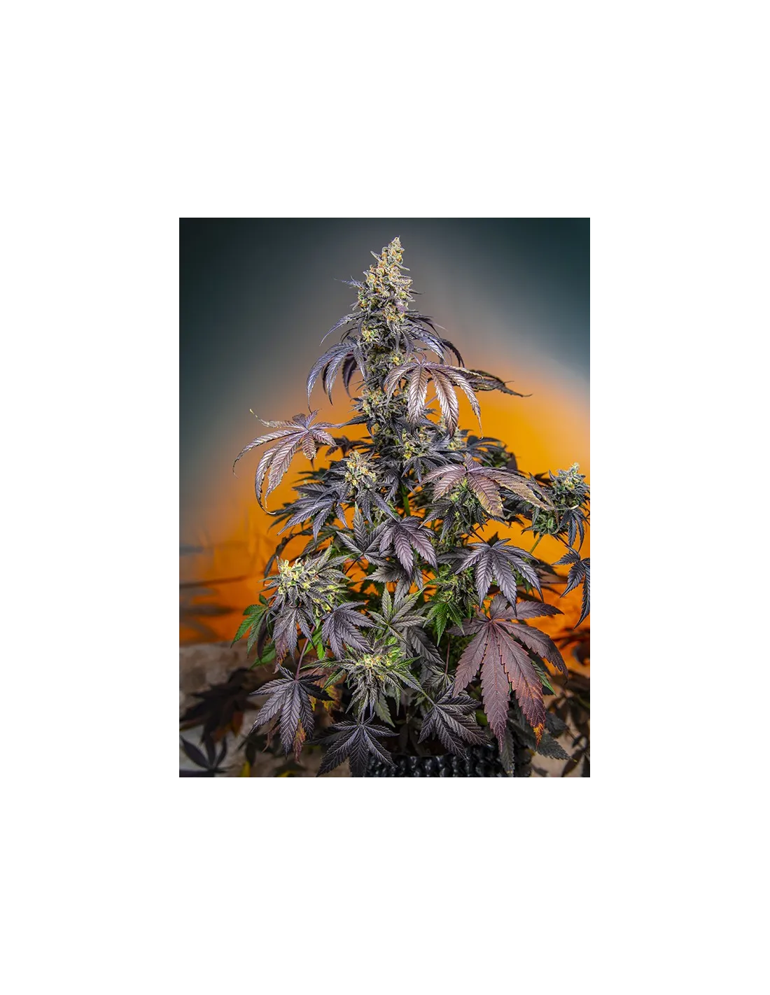 Red Gorilla Girl XL Auto cannabis strain by Sweet Seeds