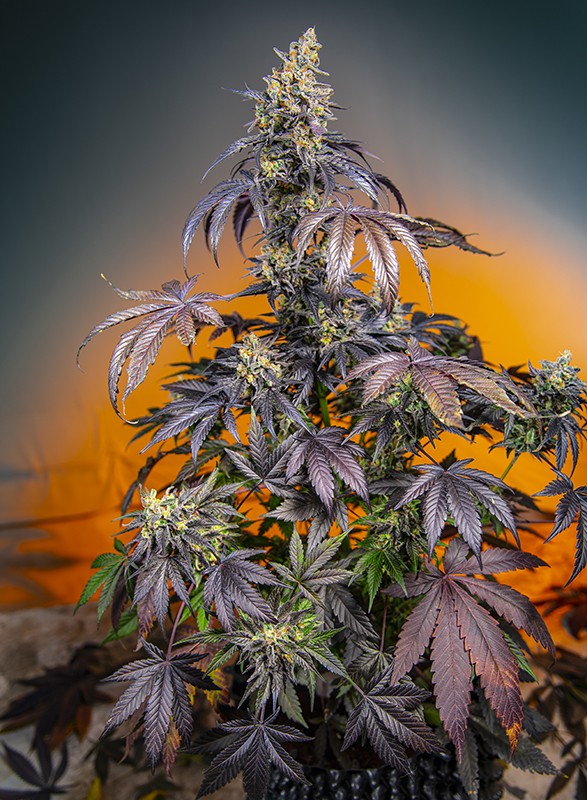 Red Gorilla Girl XL Auto®