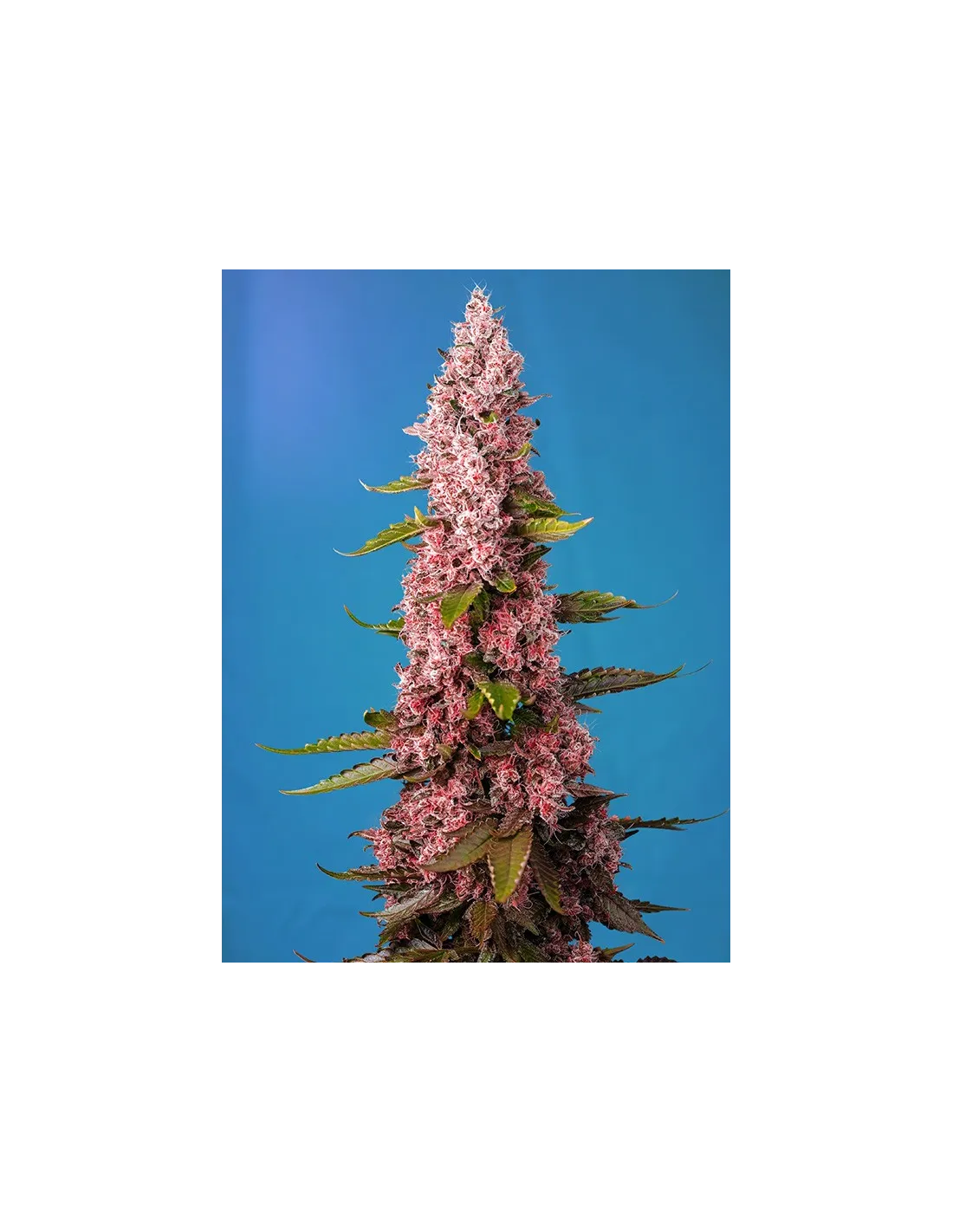 Red Hot Muffin by Sweet Seeds
